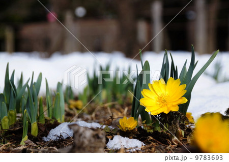 2月　フクジュソウ・キンポウゲ科111 9783693