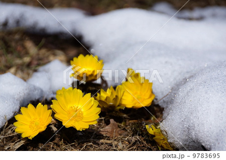 2月 フクジュソウ・キンポウゲ科109 2月 フクジュソウ・キンポウゲ科109 9783695