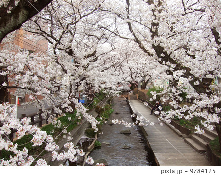 桜並木 桜並木 9784125
