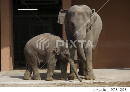 アジアゾウの親子 9784293