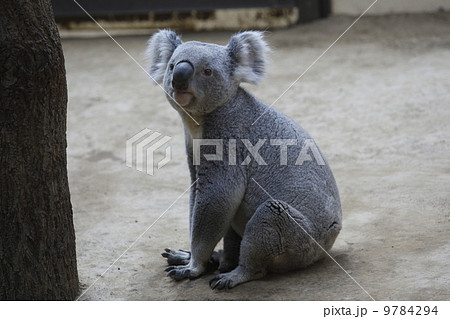 地べたに座るコアラ 9784294
