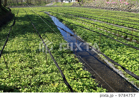 大王わさび農場のわさび田 9784757