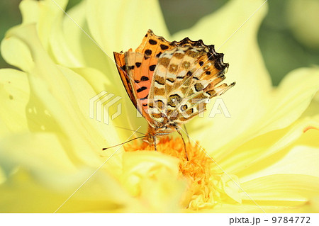 黄色いダリアの蜜を吸うチョウ 9784772