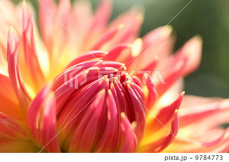 開きかけのダリア 9784773