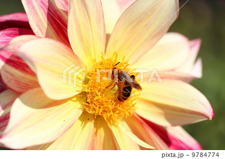ダリアの蜜を吸うミツバチ ダリアの蜜を吸うミツバチ 9784774