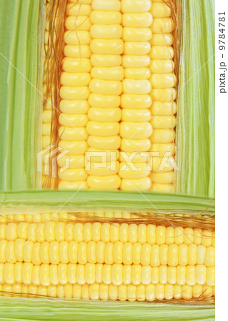 Ear of corn isolated on a white background.  9784781