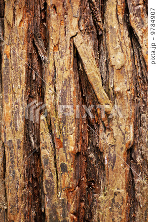 Pine texture Pine texture 9784907