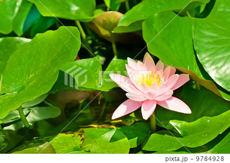 Lily flowers Lily flowers 9784928