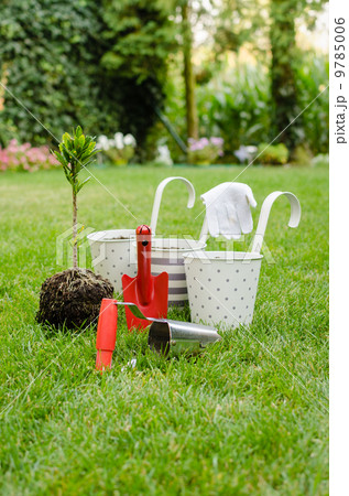 Planting tree in blooming garden 9785006