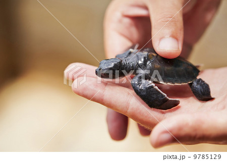 Newborn of turtle 9785129