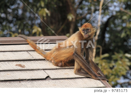 ジェフロイクモザル ジェフロイクモザル 9785175