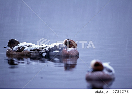 ヒドリガモが雪に耐える 9785278