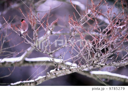 アカウソと雪 9785279