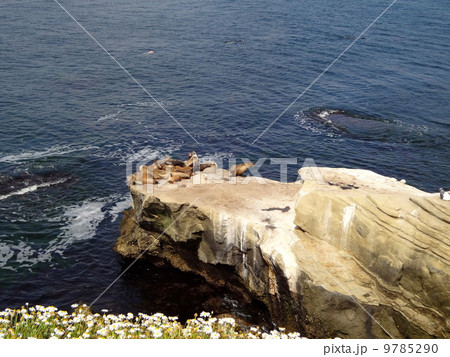 ラ・ホヤ 9785290