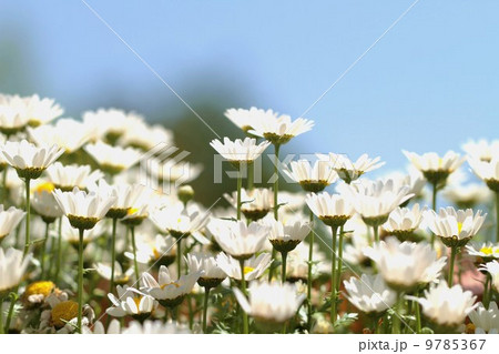 マーガレット 9785367