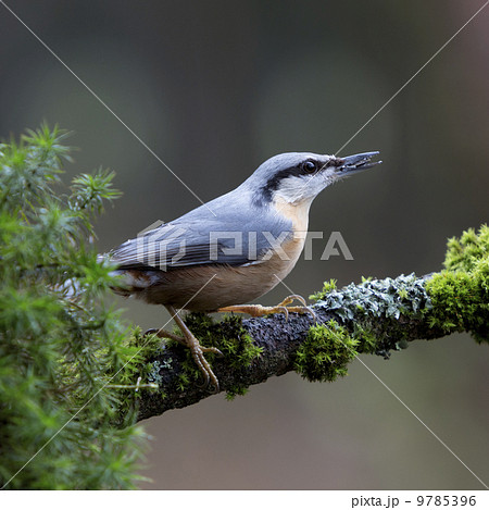 Eurasian Nuthatch (Sitta europaea) 9785396