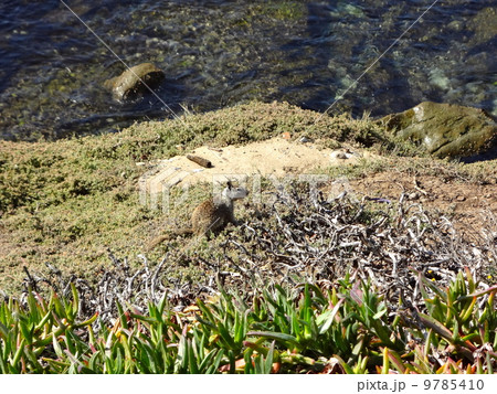 ラ・ホヤ 9785410