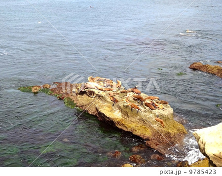 ラ・ホヤ 9785423