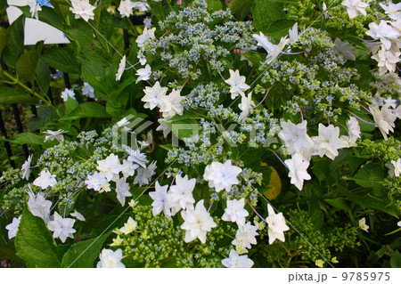 青いガクアジサイ 9785975