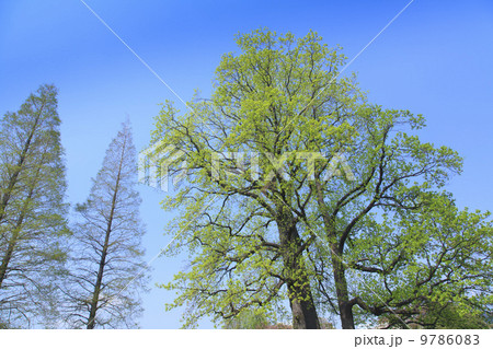 春の訪れ・新緑に萌える樹木 9786083