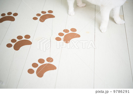 白チワワの足と犬の足跡模様の床の写真素材