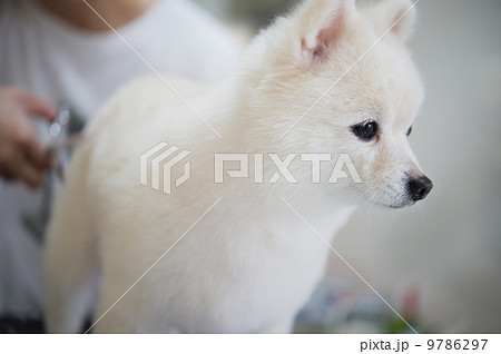 トリミングされる白チワワ 9786297