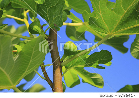 果樹・イチジクの果実 果樹・イチジクの果実 9786417