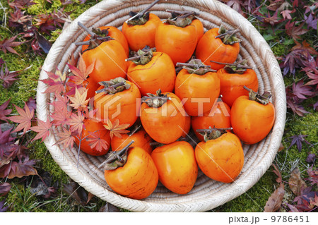 秋の味覚・柿の実 秋の味覚・柿の実 9786451