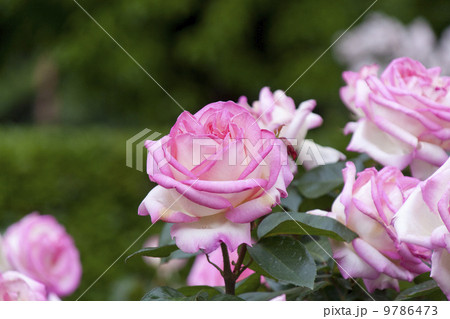 日比谷公園 春の薔薇・プリンセス ドゥ モナコ 日比谷公園 春の薔薇・プリンセス ドゥ モナコ 9786473