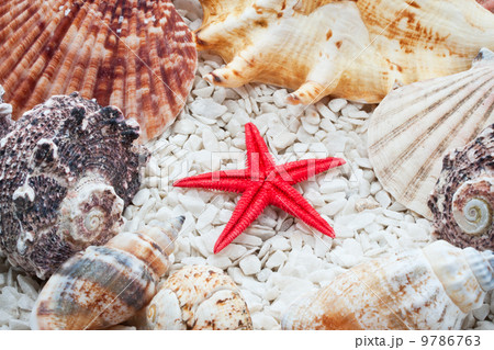 Seashells Seashells 9786763