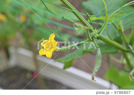 家庭菜園・夏野菜キュウリの花 家庭菜園・夏野菜キュウリの花 9786807