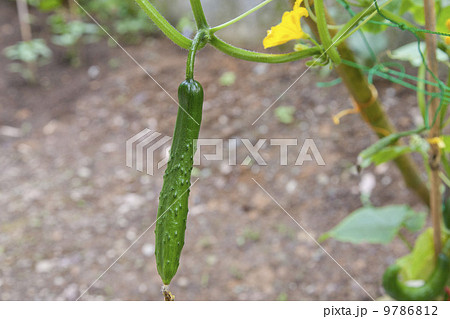 家庭菜園・夏野菜キュウリ 家庭菜園・夏野菜キュウリ 9786812