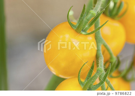 家庭菜園・夏野菜ミニトマト 家庭菜園・夏野菜ミニトマト 9786822