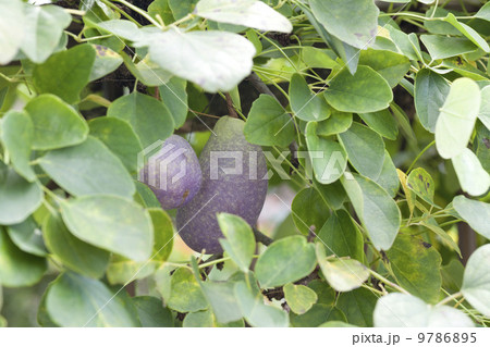 アケビの実 アケビの実 9786895