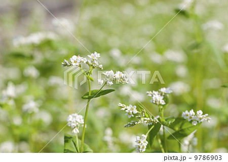 秋ソバの花 秋ソバの花 9786903