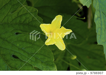 夏野菜ゴーヤの花 9786907