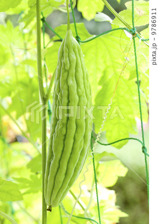 夏野菜・ゴーヤ 9786911