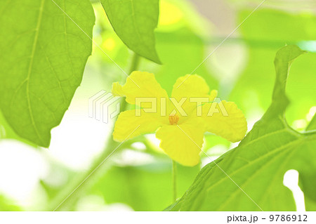 夏野菜ゴーヤの花 9786912