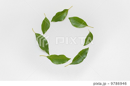 葉の輪 葉の輪 9786946