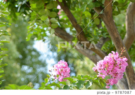 サルスベリの花 9787087