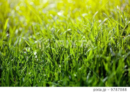 green grass background 9787088