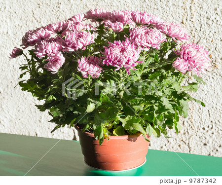 Magenta chrysanthemum flowerpot Magenta chrysanthemum flowerpot 9787342