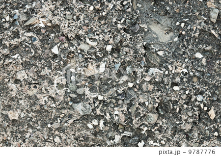 Coquina texture 9787776