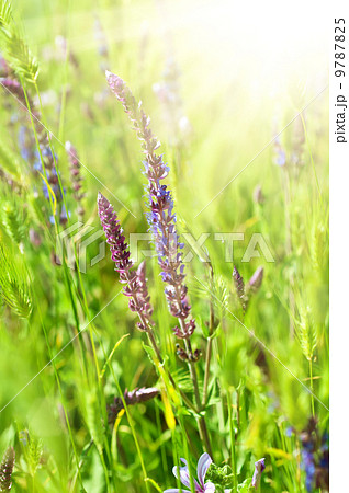 Violet meadow flower Violet meadow flower 9787825