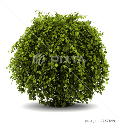 common hornbeam bush isolated on white background 9787849