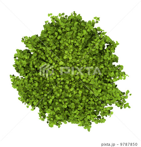 top view of common hornbeam bush isolated on white background 9787850
