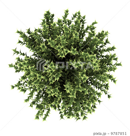 Image of Top view of red-barked dogwood bush isolated on white background