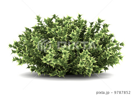 red-barked dogwood bush isolated on white background 9787852