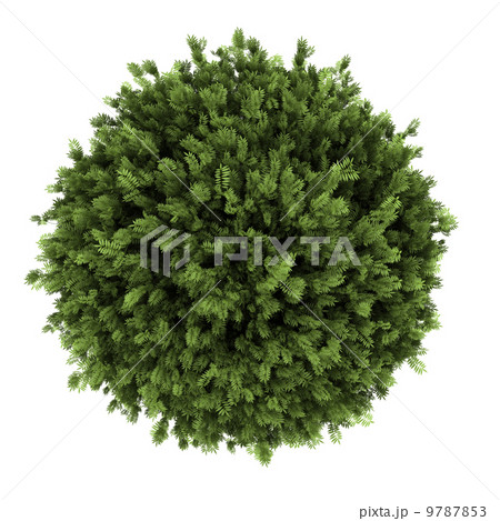 top view of elderberry bush isolated on white background top view of elderberry bush isolated on white background 9787853