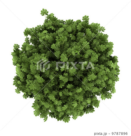 top view of japanese aralia bush isolated on white background 9787896